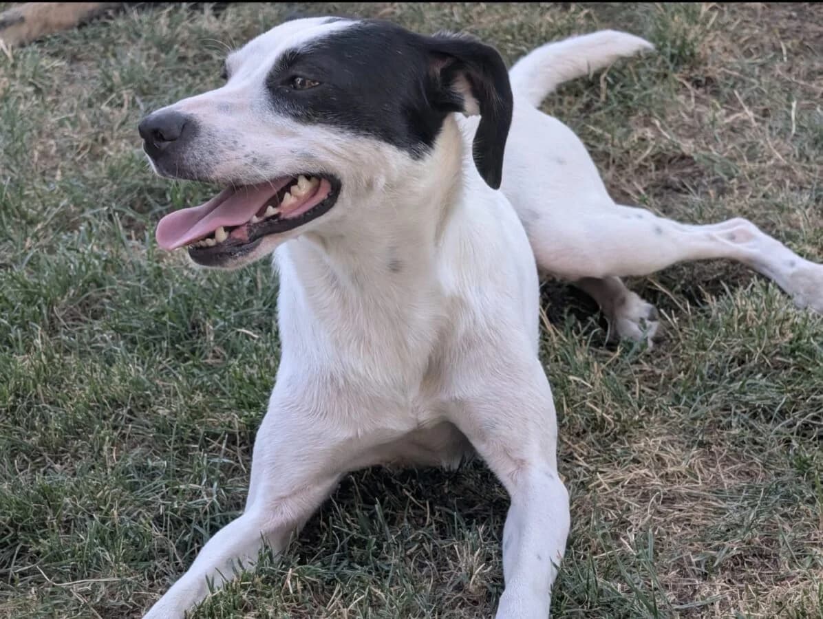 Daisy (ist NICHT im Tierheim), 4yo Mixed Breed for adoption at Tierschutzverein Landkreis Erding e.V., Bockhorn