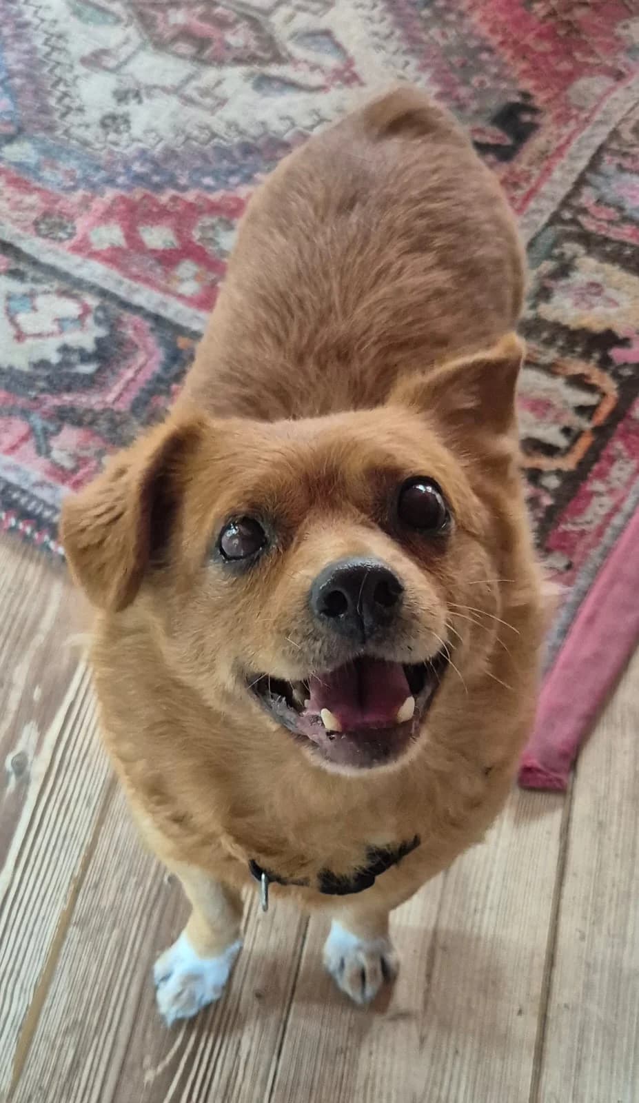 Ronny (ist NICHT im Tierheim), 7yo Mixed Breed for adoption at Tierschutzverein Landkreis Erding e.V., Bockhorn