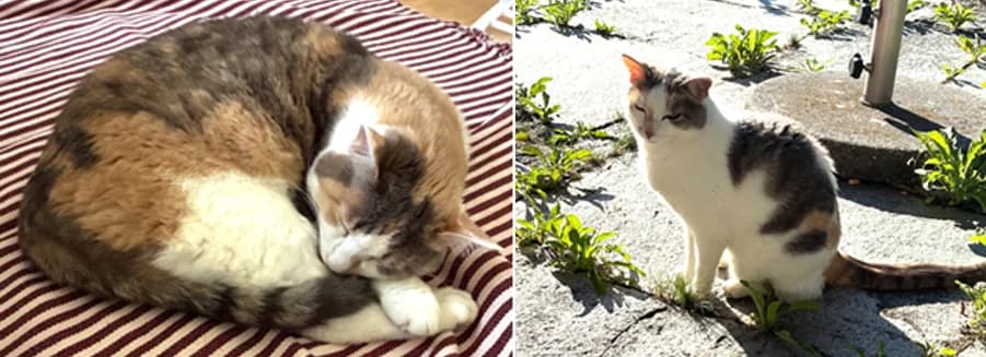 Lila und Elli (sind NICHT) im Tierheim, senior Mixed Breed for adoption at Tierschutzverein Landkreis Erding e.V., Bockhorn