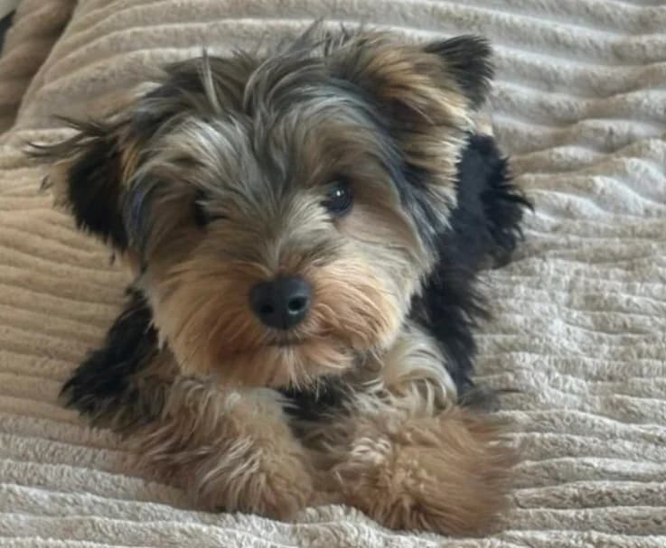 Milo (ist NICHT im Tierheim), puppy Mixed Breed for adoption at Tierschutzverein Landkreis Erding e.V., Bockhorn
