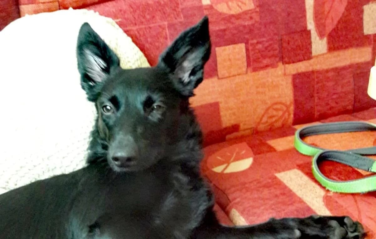 Mischlingshündin Jule sucht dringend ein neues Zuhause, female Mixed Breed for adoption at Tierschutzverein Landkreis Erding e.V.