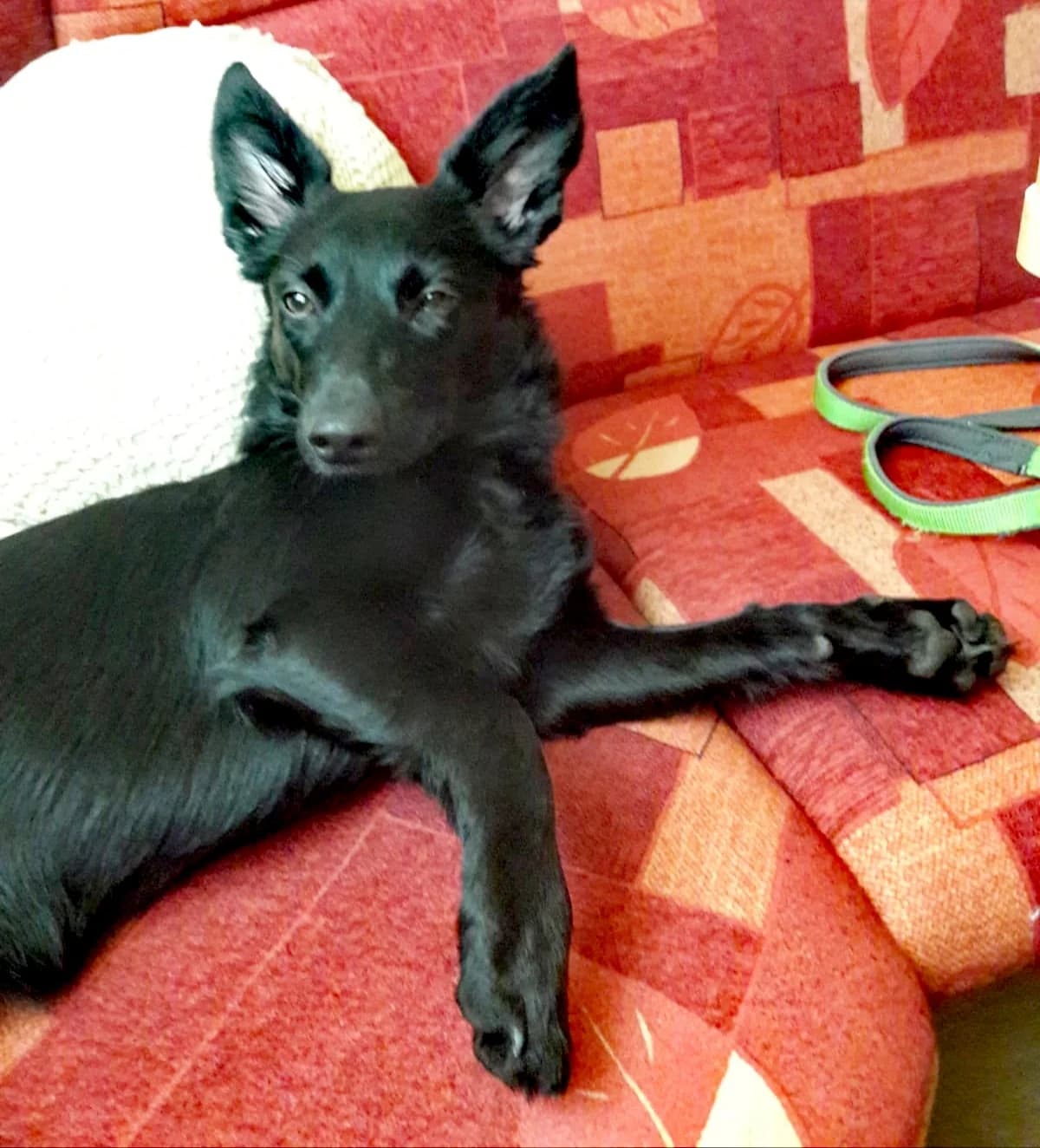 Mischlingshündin Jule sucht dringend ein neues Zuhause, female Mixed Breed for adoption at Tierschutzverein Landkreis Erding e.V., Bockhorn