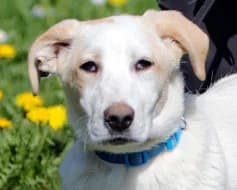 Lasse, male Mixed Breed for adoption at Tierschutzverein Landsberg am Lech e.V.