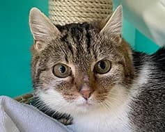 Lucky, female Mixed Breed for adoption at Tierschutzverein Landsberg am Lech e.V.