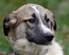 Isla, female Mixed Breed for adoption at Tierschutzverein Landsberg am Lech e.V.