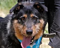 Lasse, male Mixed Breed for adoption at Tierschutzverein Landsberg am Lech e.V.