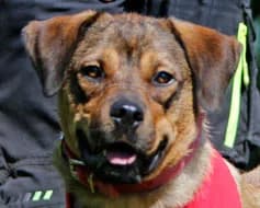 Paula, female Mixed Breed for adoption at Tierschutzverein Landsberg am Lech e.V.