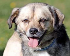 Mathias, male Mixed Breed for adoption at Tierschutzverein Landsberg am Lech e.V.