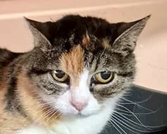Cassy, female Mixed Breed for adoption at Tierschutzverein Landsberg am Lech e.V.
