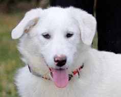 Belle, female Mixed Breed for adoption at Tierschutzverein Landsberg am Lech e.V.