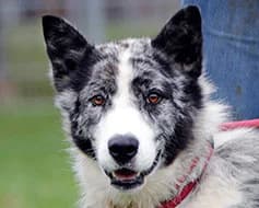 Askan, male Mixed Breed for adoption at Tierschutzverein Landsberg am Lech e.V.