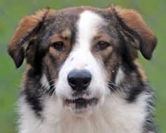 Maggie, female Mixed Breed for adoption at Tierschutzverein Landsberg am Lech e.V.