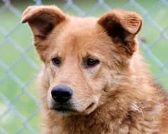 Oskar, male Mixed Breed for adoption at Tierschutzverein Landsberg am Lech e.V.