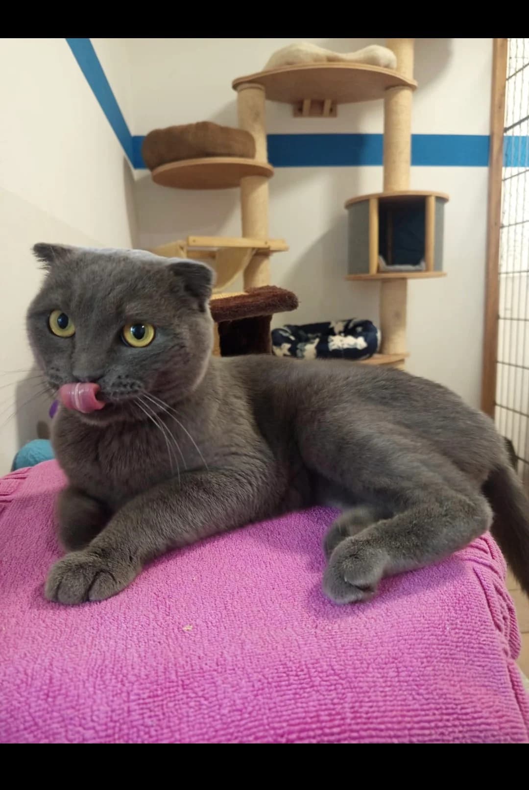 Figaro, 3yo mixed breed for adoption at Tierschutzverein Leutkirch