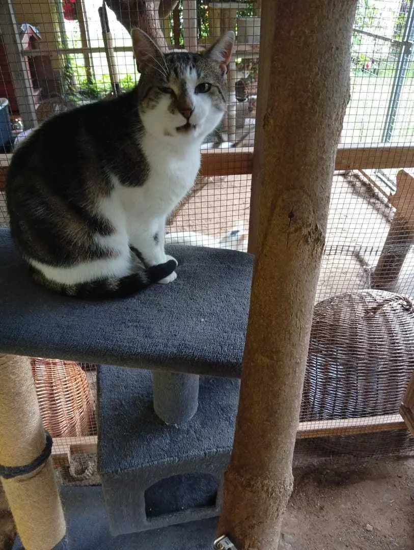Bernd, male 5yo Mixed Breed for adoption at Tierschutzverein Löbau-Zittau e.V.