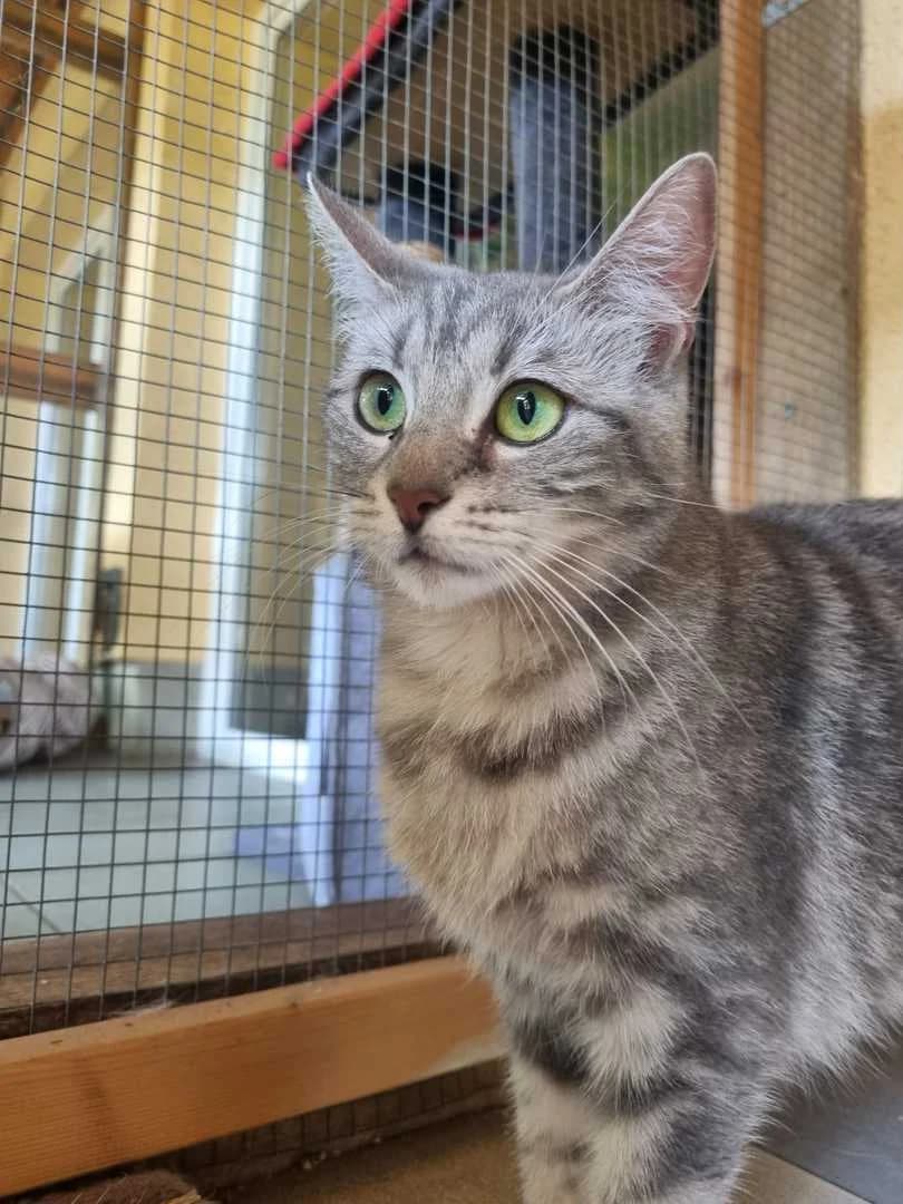 Evy EKH geboren 2022, female 4yo Mixed Breed for adoption at Tierschutzverein Löbau-Zittau e.V.