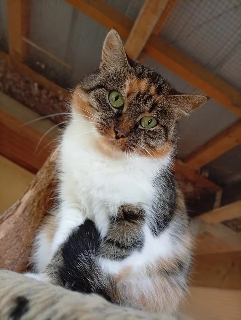 Lotti, female 6yo Mixed Breed for adoption at Tierschutzverein Löbau-Zittau e.V.