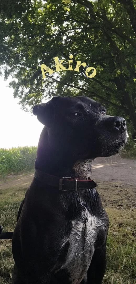 Erfahrener Platz für Akiro gesucht, male senior Mixed Breed for adoption at Tierschutzverein Löbau-Zittau e.V.