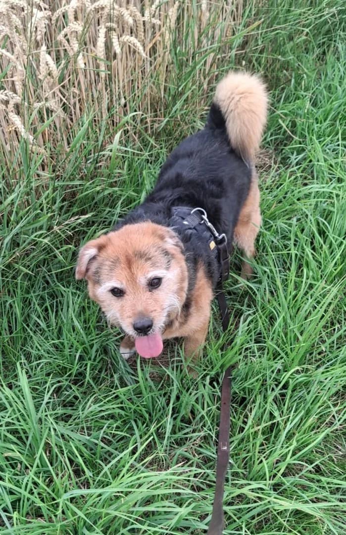 Milow, senior Mixed Breed for adoption at Tierschutzverein Löbau-Zittau e.V.
