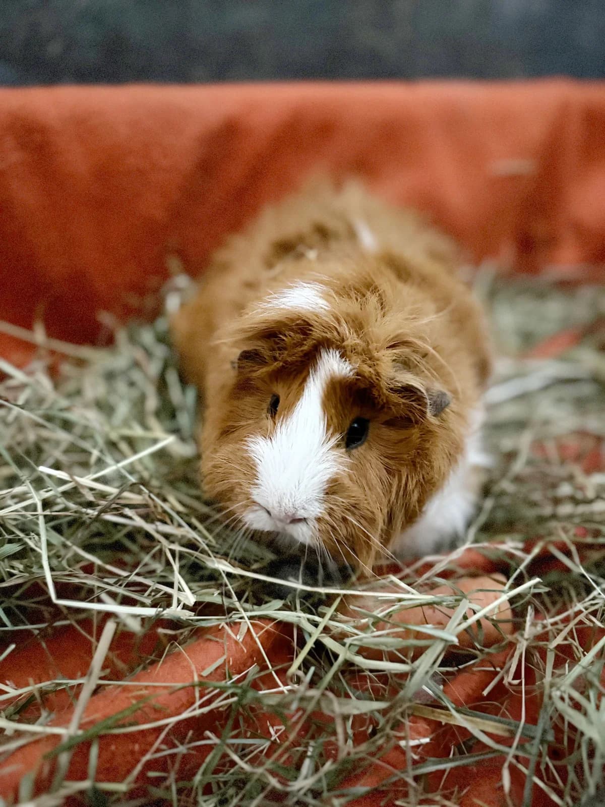 Insgesamt 13 Meerschweinchen, mixed breed for adoption at Tierschutzverein Lünen