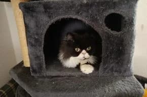 wunderschöner Perserkater im besten Alter, male 6yo Persian for adoption at Tierschutzverein Lünen