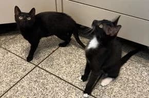 Naja und Mäuschen, Beauty in Black, schwarz female young European Shorthair for adoption at Tierschutzverein Lünen