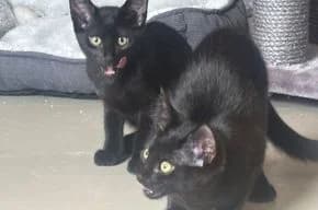 Mama Hazel mit ihren Kindern Black, Jack und Fina, female puppy European Shorthair for adoption at Tierschutzverein Lünen
