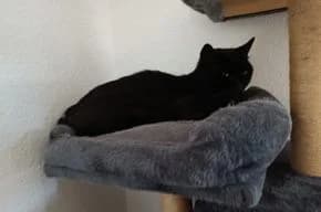 Oreo, der ruhige Wohnungskater, male 7yo European Shorthair for adoption at Tierschutzverein Lünen