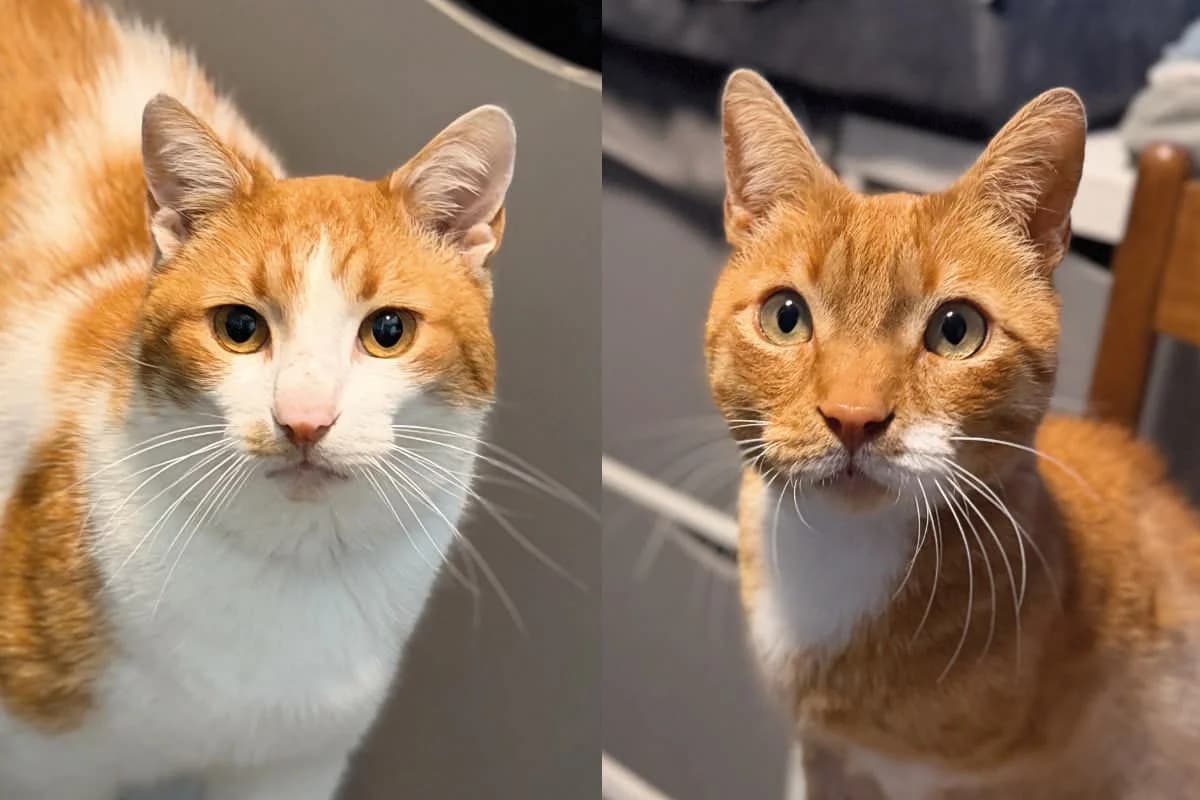 Pascal und Malte, male 5yo mixed breed for adoption at Tierschutzverein Lünen