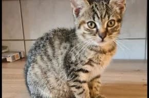 Mutter Diva mit Tochter Lilly, female young European Shorthair for adoption at Tierschutzverein Lünen