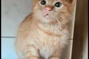 kleiner roter Kater sucht sein GlΓΌck, male puppy European Shorthair for adoption at Tierschutzverein LΓΌnen