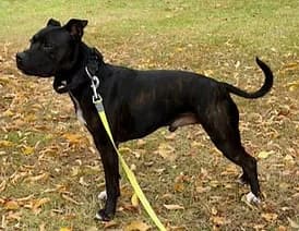 Ronja3, Mixed Breed for adoption at Tierschutzverein Markgräflerland e.V., Buggingen