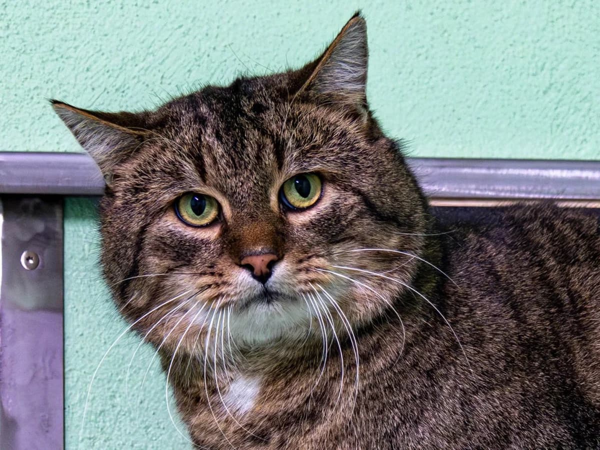 Amigo, brauntiger male young European Shorthair for adoption at Tierschutzverein Bad Mergentheim
