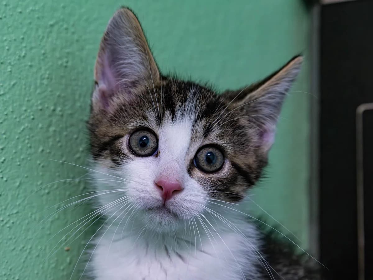 Daniel, brauntiger-weiß male European Shorthair for adoption at Tierschutzverein Bad Mergentheim
