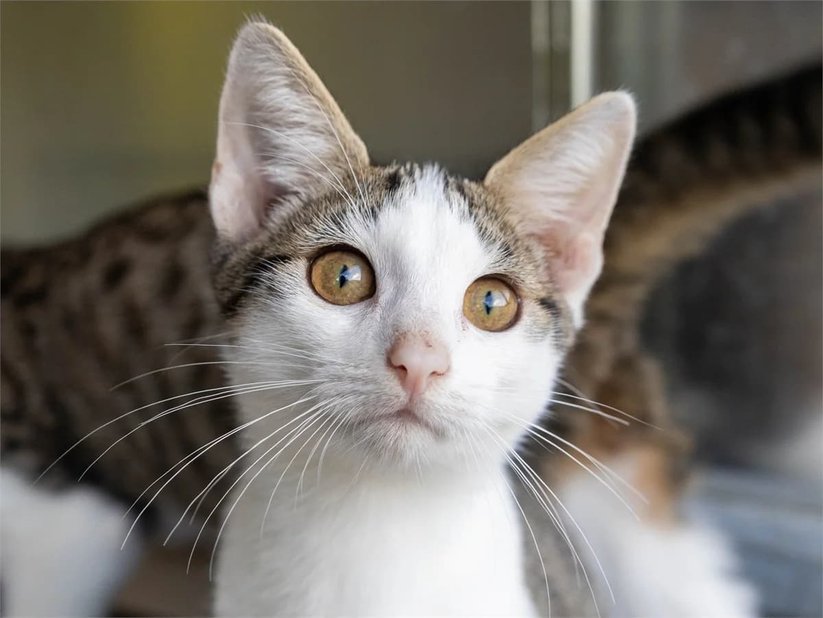 Daris, brauntiger-weiß female European Shorthair for adoption at Tierschutzverein Bad Mergentheim