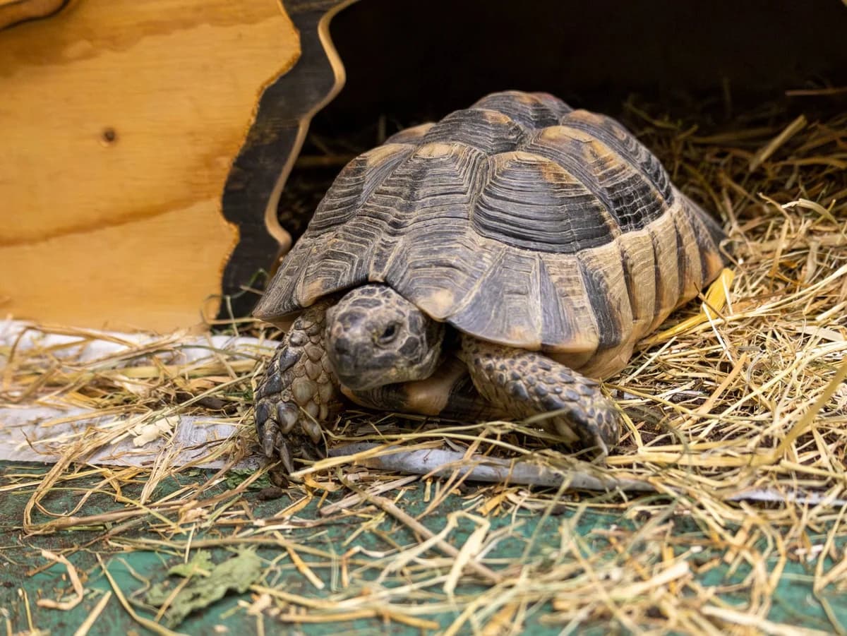 Egon, grünbraun male mixed breed for adoption at Tierschutzverein Bad Mergentheim
