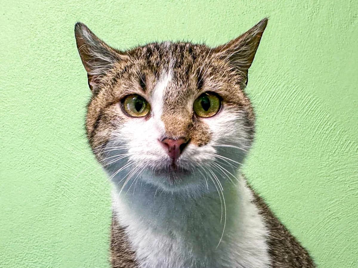 Hank, brauntiger-weiß male European Shorthair for adoption at Tierschutzverein Bad Mergentheim