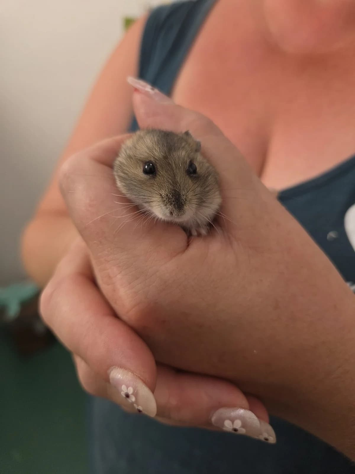 Herr Mayer, grau-braun male mixed breed for adoption at Tierschutzverein Bad Mergentheim