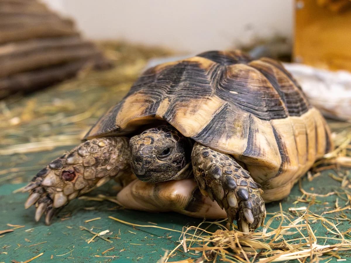 Hugo, braungrün male mixed breed for adoption at Tierschutzverein Bad Mergentheim