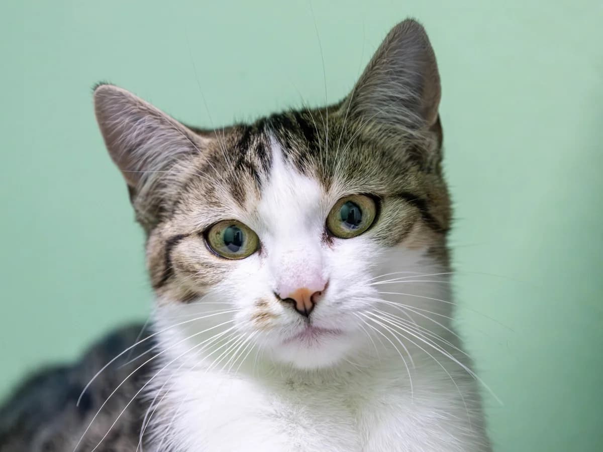 Joy, brauntiger-weiß female European Shorthair for adoption at Tierschutzverein Bad Mergentheim