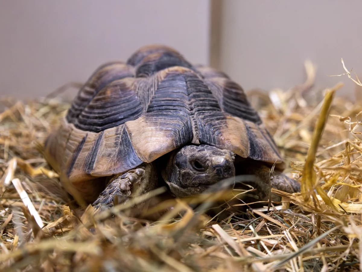 Kasimir, grünbraun male mixed breed for adoption at Tierschutzverein Bad Mergentheim