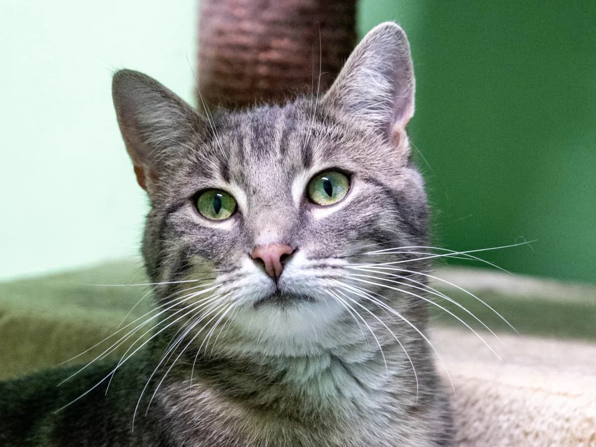 Leo, Grautiger male young European Shorthair for adoption at Tierschutzverein Bad Mergentheim