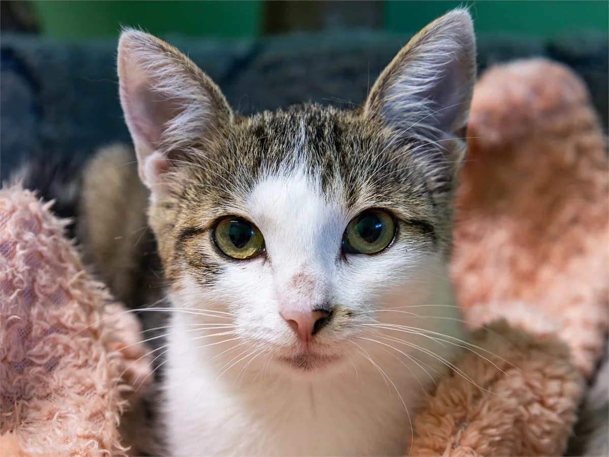 Liz, brauntiger-weiß female European Shorthair for adoption at Tierschutzverein Bad Mergentheim