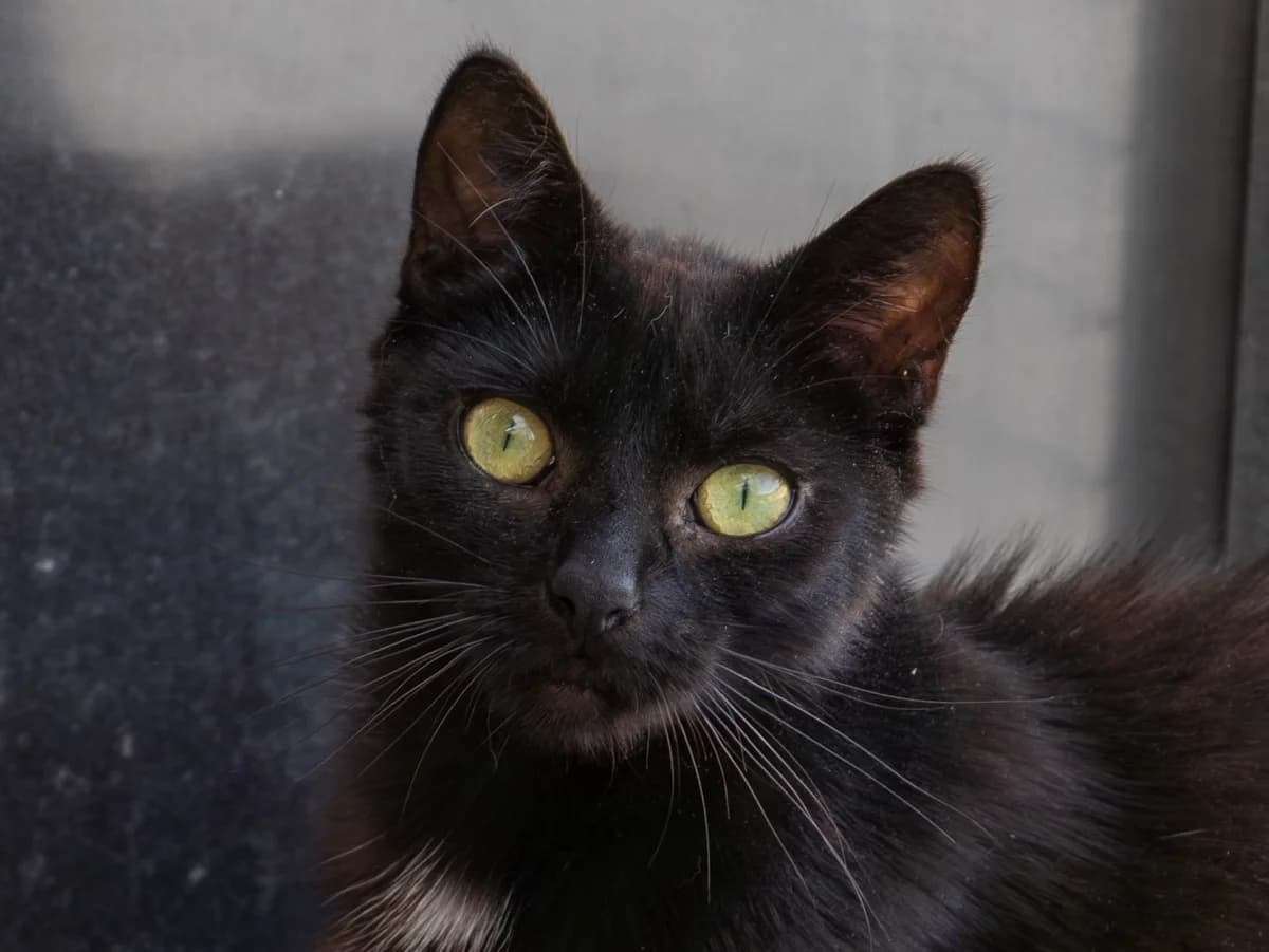 Loki, schwarz female European Shorthair for adoption at Tierschutzverein Bad Mergentheim