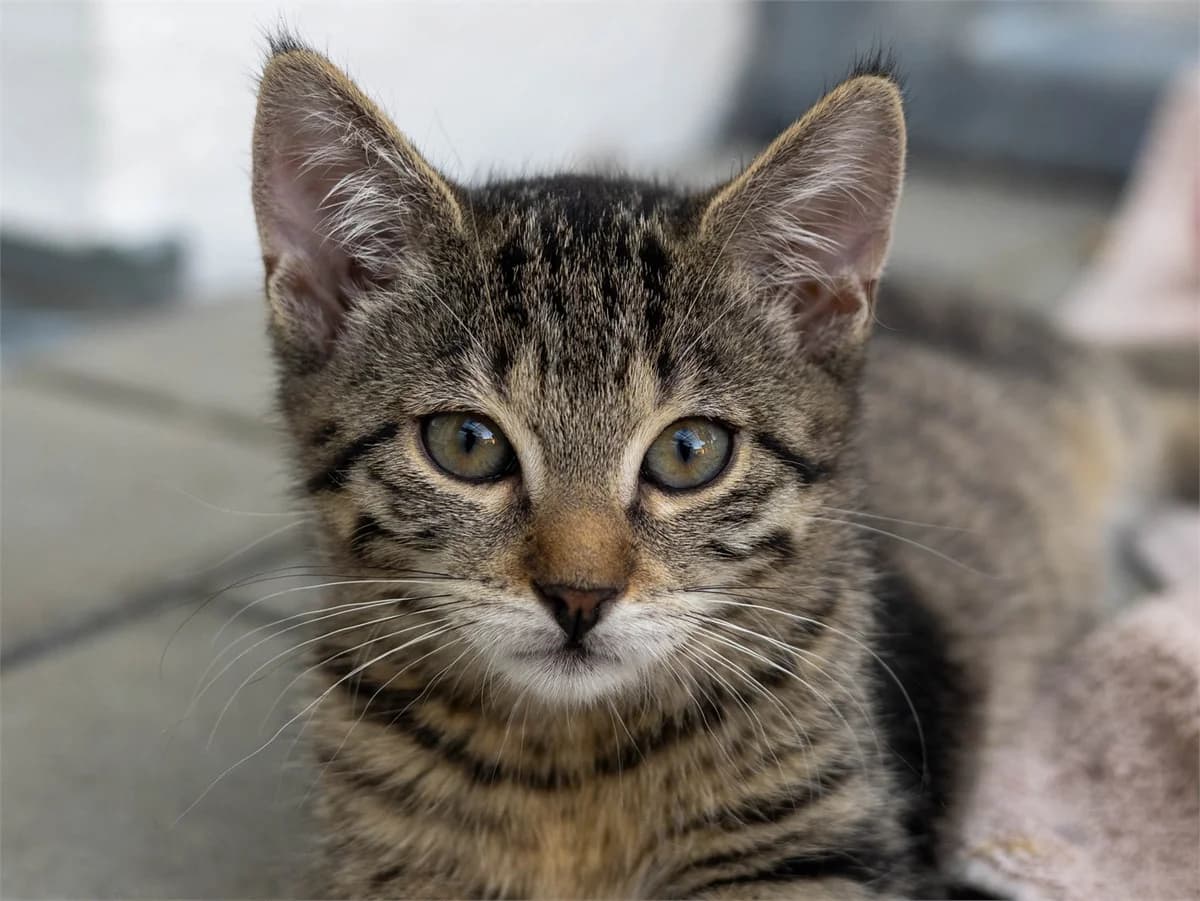 Marla, brauntiger female European Shorthair for adoption at Tierschutzverein Bad Mergentheim