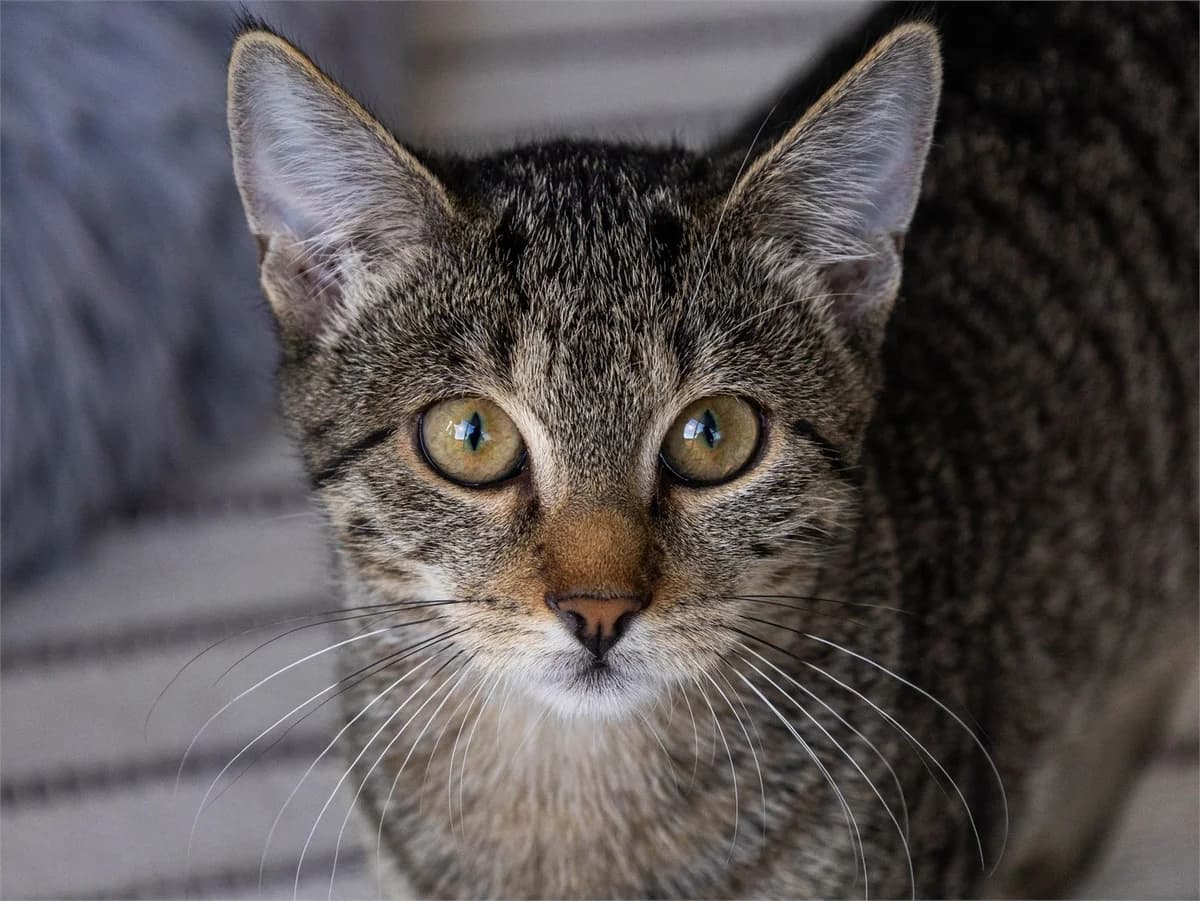 Marla, brauntiger female European Shorthair for adoption at Tierschutzverein Bad Mergentheim