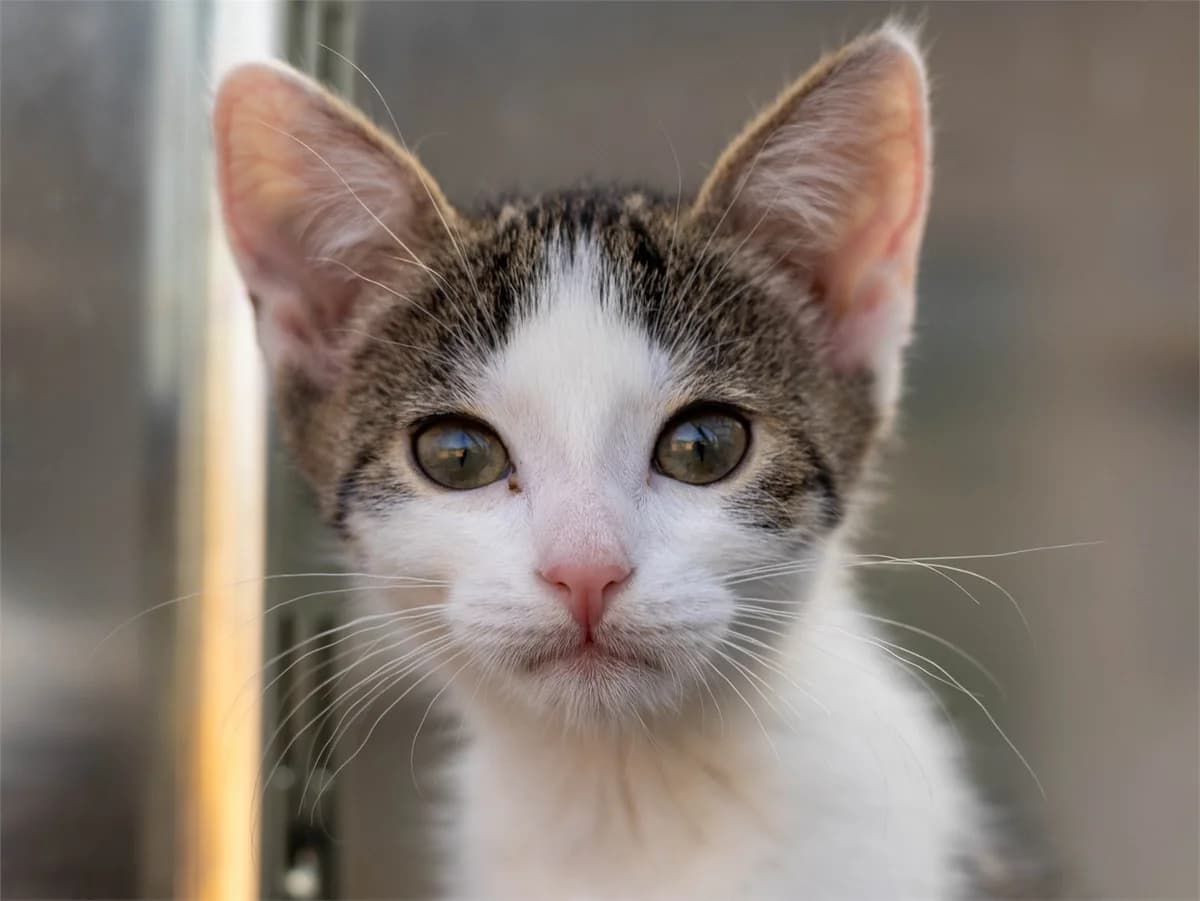 Michi, brauntiger-weiß female European Shorthair for adoption at Tierschutzverein Bad Mergentheim