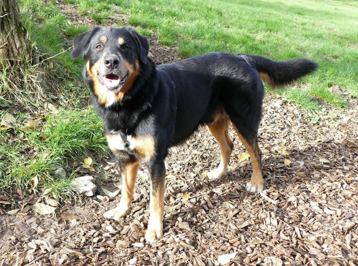 Nero, male 6yo Bernese Mountain Dog for adoption at Tierschutzverein Bad Mergentheim