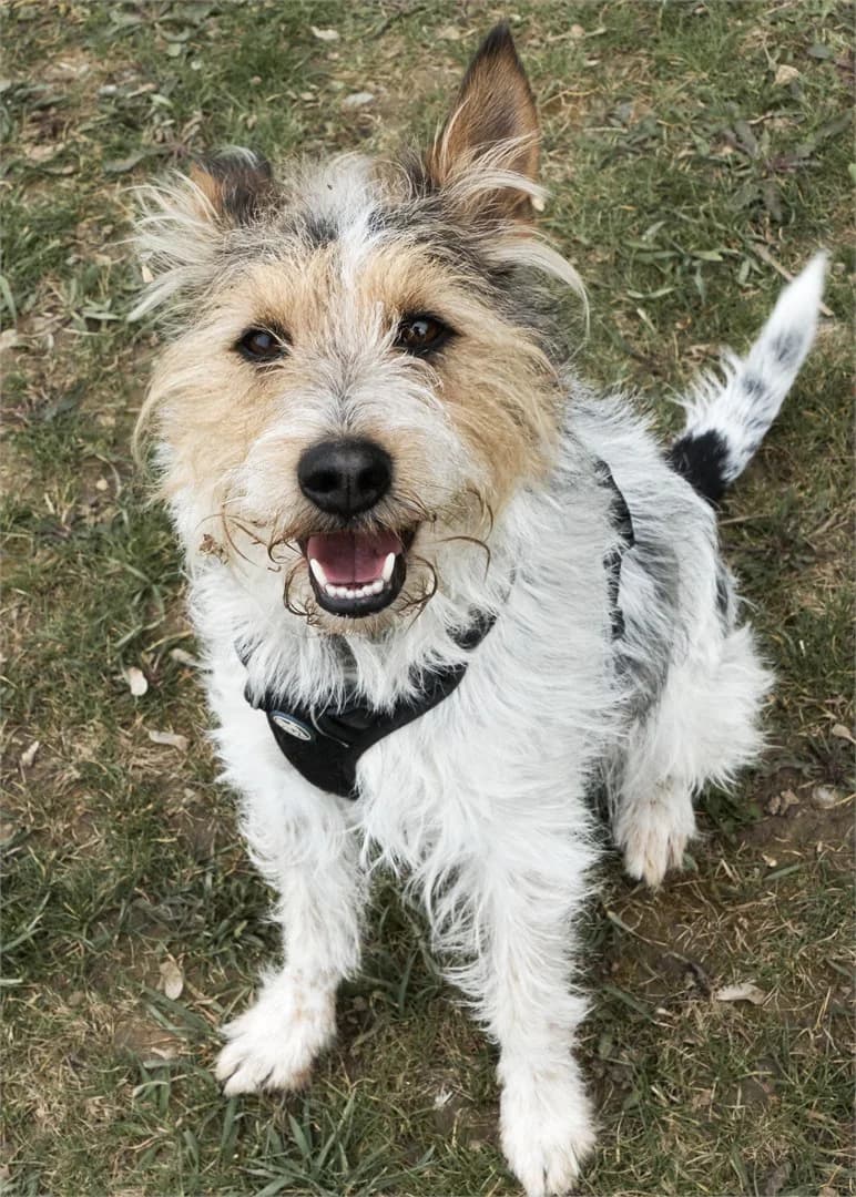 Oskar, male 5yo mixed breed for adoption at Tierschutzverein Bad Mergentheim