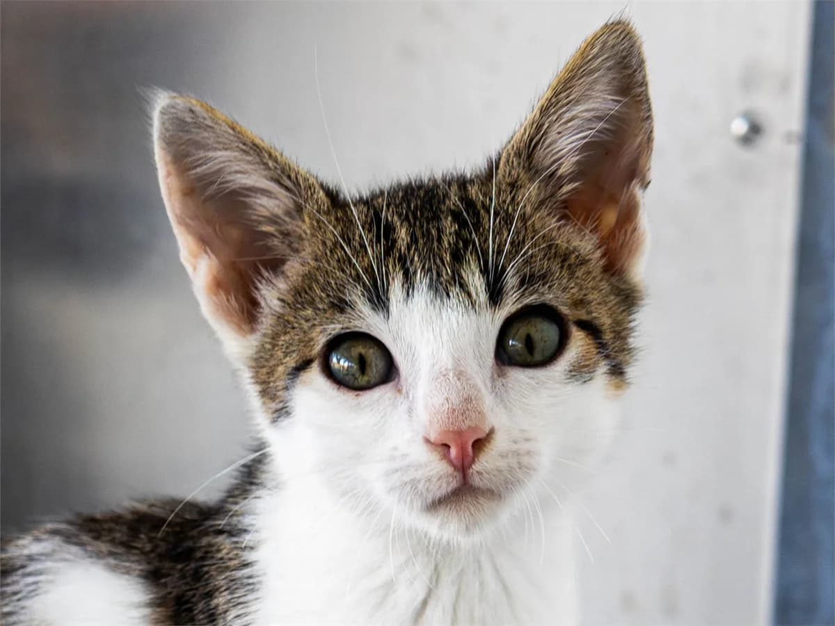 Paddy, brauntiger-weiß male European Shorthair for adoption at Tierschutzverein Bad Mergentheim